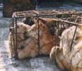 Click on image to see full-sized version china_dogs.jpg