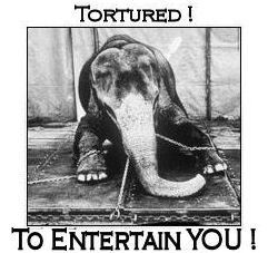 Click on image to see full-sized version Circus life for elephants