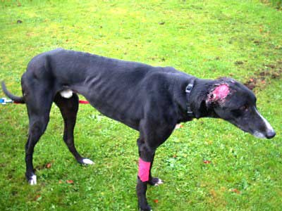 Click on image to see full-sized version ears removed to hide identity of so-called 'owner'