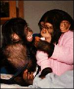 Click on image to see full-sized version Panzee (Chimp) & Panbanisha (Bonobo)