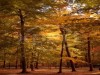 Northwoods to be replanted