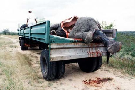 Click on image to see full-sized version Dead Elephant on Back of Trailer