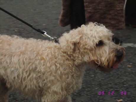 Dogs Against Exploitation