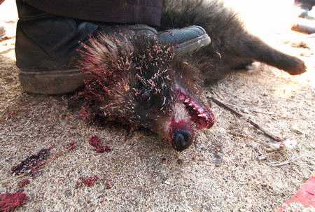 Fur Industry at work