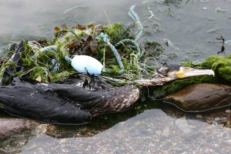 Click on image to see full-sized version Cormorant bycatch in fishing net. ©Paddy Dwan