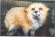 A Fox or a Thing?