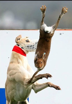 "Hares actually enjoy the sport"...Irish Coursing Club...