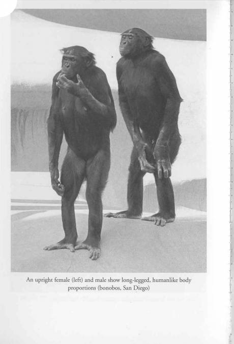 Click on image to see full-sized version Male and Female Bonobos