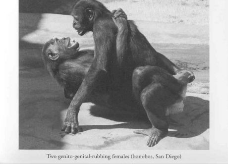 Click on image to see full-sized version Bonobo Females Get It On