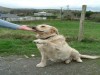 "Pepsie" age 1 puts her paw up to owner Colleen Mc Govern
