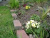 The Primrose - Harbinger of Spring