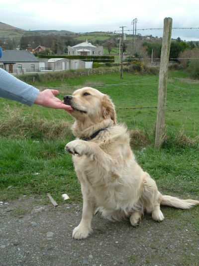"Pepsie" age 1 puts her paw up to owner Colleen Mc Govern