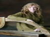 Harpist Siobhn Armstrong