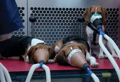 Click on image to see full-sized version beagles_being_gassed_in_hls.gif