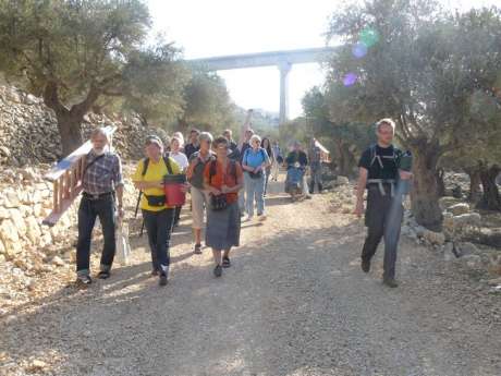 olive_picking_2008_3.jpg