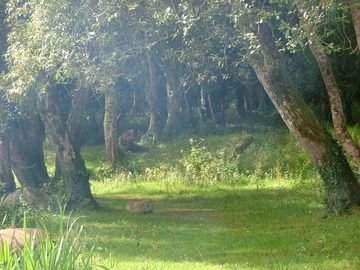 Click on image to see full-sized version Into the woods.
