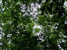 Click on image to see full-sized version Oak, Ash & Holly leaves reach for the light.