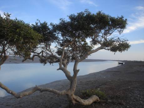 Click on image to see full-sized version Mangroves in indus delta