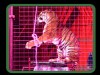 ANIMALS SUFFER GREATLY IN THE CIRCUS